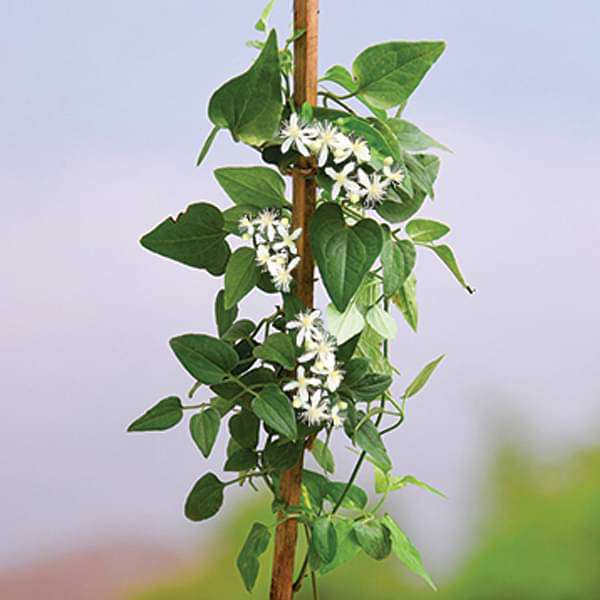 Ranjai Plant, Clematis heynei - Plant