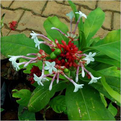 Rauvolfia Serpentina, Sarpgandha - Plant