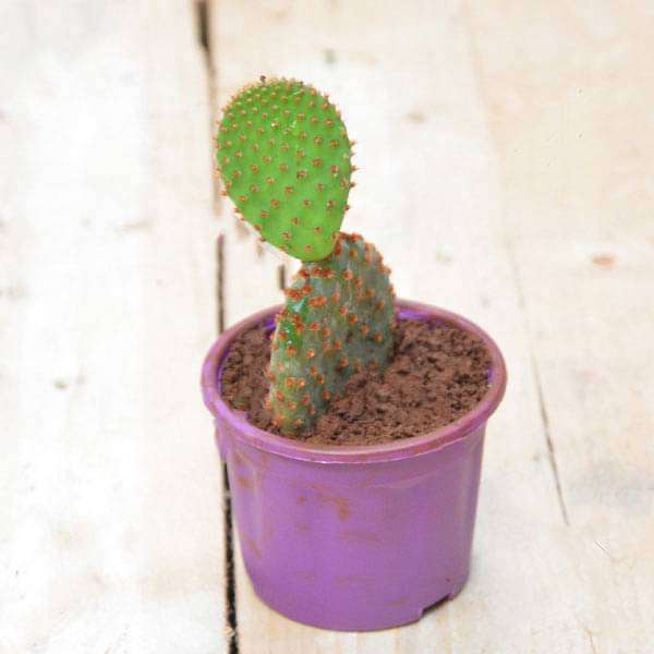 Red Bunny Cactus, Opuntia microdasys - Cactus Plant