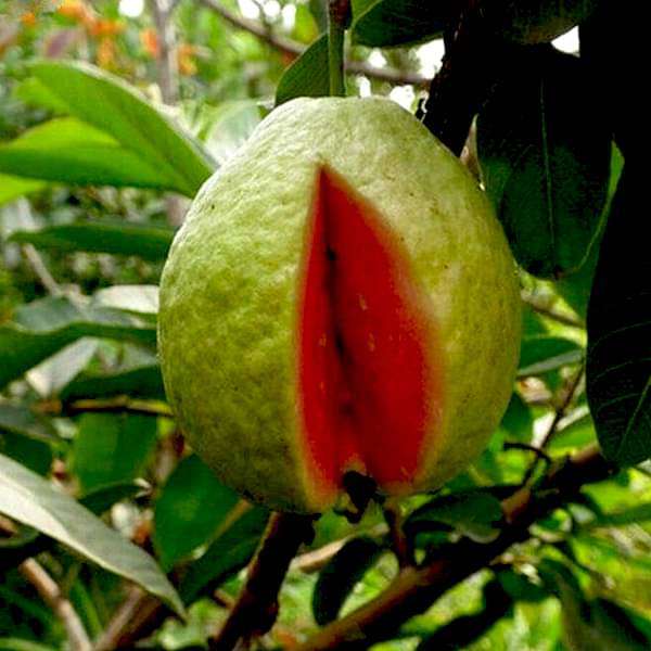 Red Guava, Amrud, Psidium guajava - Plant