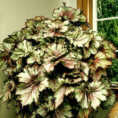 Rex Begonia Wenke Sunbelt - Plant