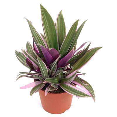 Rhoeo Plant, Rhoeo discolor Compacta - Plant