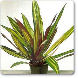 Rhoeo Plant, Rhoeo discolor Vittata - Plant
