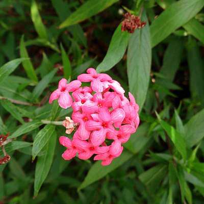 Rondeletia Leucophylla, Panama Rose - Plant