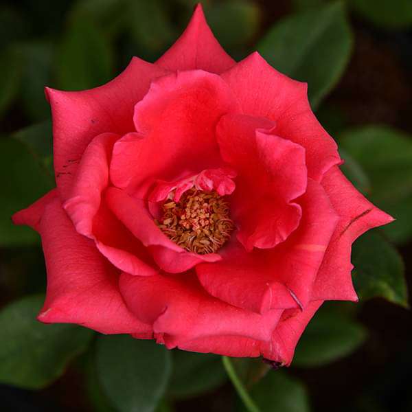 Rose (Dark Pink) - Plant