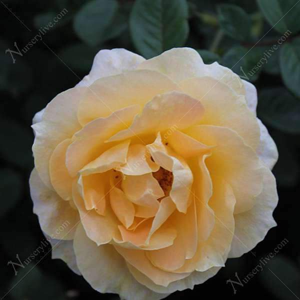 Rose (Light Yellow) - Plant