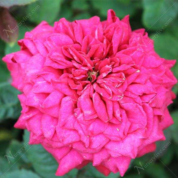 Rose (Marigold, Pink) - Plant