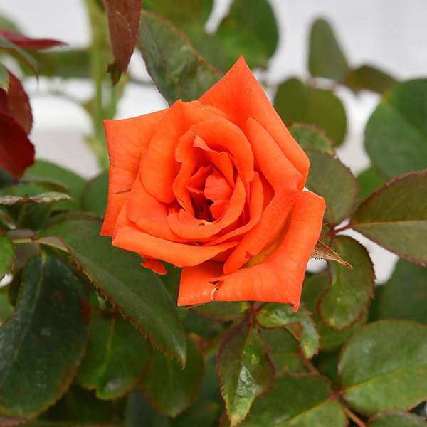 Rose (Orange) - Plant