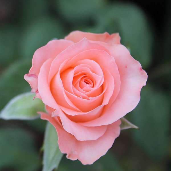 Rose (Peach) - Plant