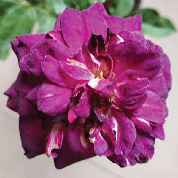 Rose (Purple) - Plant