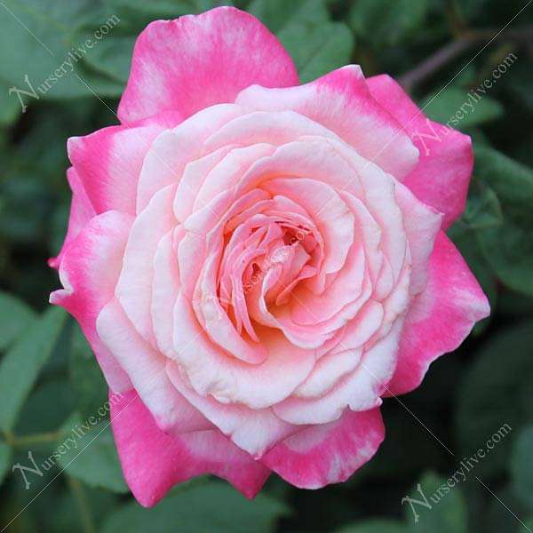 Rose (White Pink) - Plant