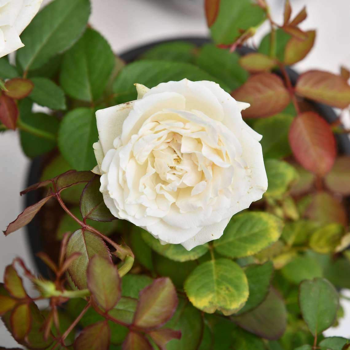 Rose (White) - Plant
