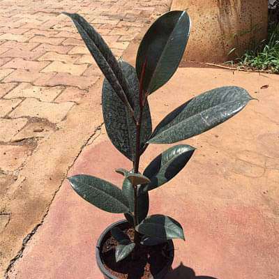 Rubber Tree, Rubber Plant, Ficus elastica (Black Prince, Burgundy) - Plant