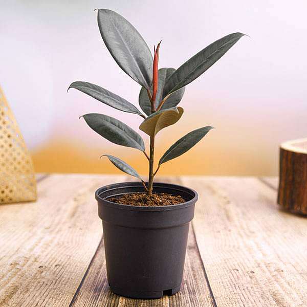 Rubber Tree, Rubber Plant, Ficus elastica (Robusta) - Plant