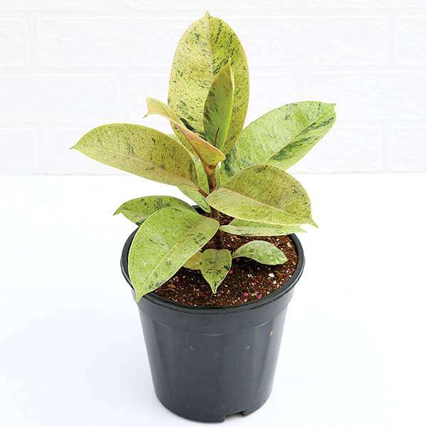 Rubber Tree, Rubber Plant, Ficus elastica (Shivereana) - Plant