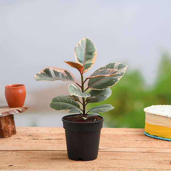 Rubber Tree, Rubber Plant, Ficus elastica (Tineke) - Plant