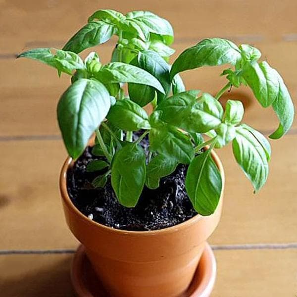 Sabja Plant, Sweet Basil, Ociumum basilicum - Plant