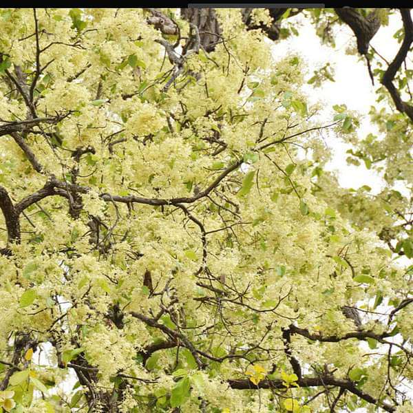 Sal tree, Shorea robusta - Plant