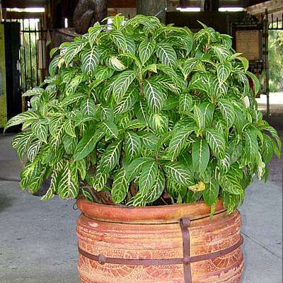 Sanchezia Nobilis, Tiger Plant, Aphelandra - Plant