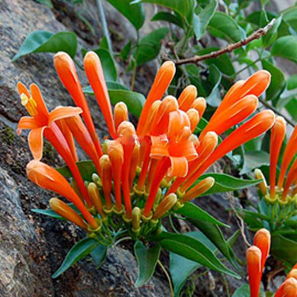 Sankrant Vel, Flame Vine - Plant