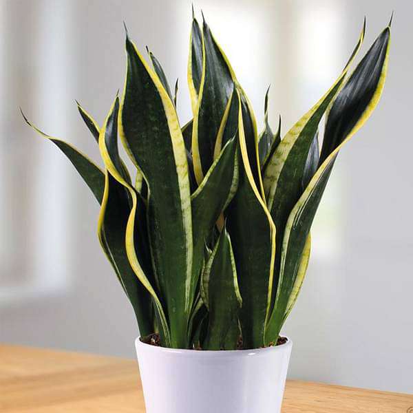 Sansevieria trifasciata Black Gold, Snake Plant - Succulent Plant