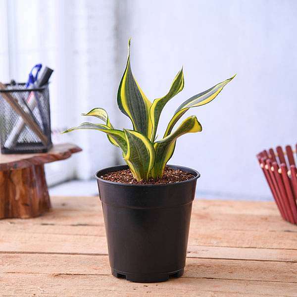 Sansevieria trifasciata Golden Hahnii, Snake Plant - Succulent Plant