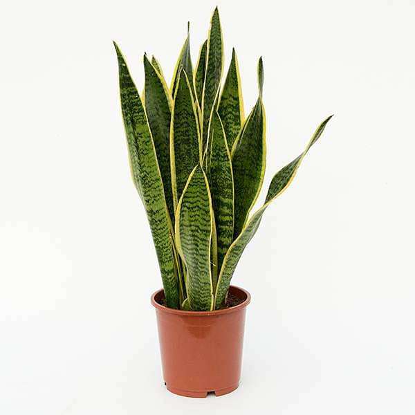 Sansevieria trifasciata, Snake Plant (var. laurentii) - Plant