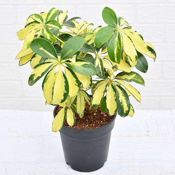 Schefflera Variegated - Plant