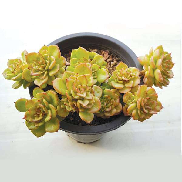 Sedeveria Rolly - Succulent Plant
