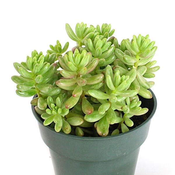 Sedum rubrotinctum Pork and Beans - Succulent Plant