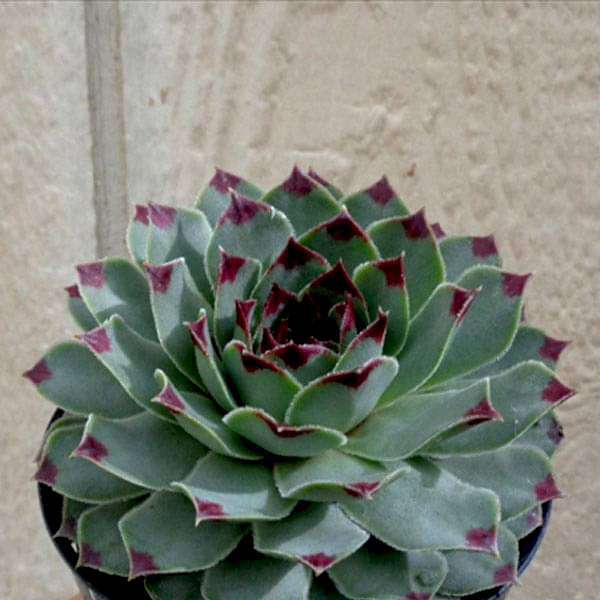 Sempervivum calcareum, Houseleek, Lakshmi Kamal - Succulent Plant