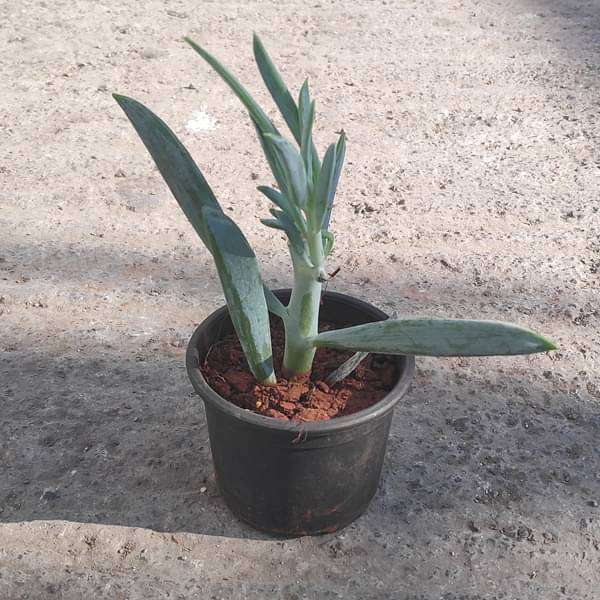 Senecio ficoides Mount Everest - Succulent Plant
