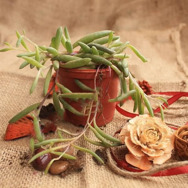 Senecio radicans Glauca - Succulent Plant