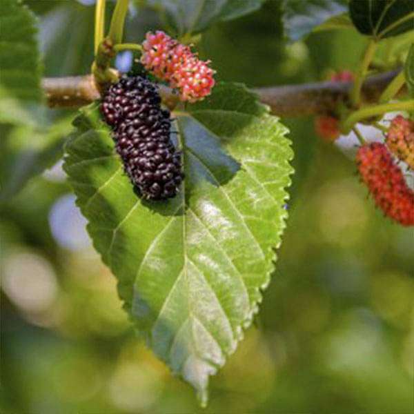 Shahtoot, Mulberry, Tuti (Small Leaves) - Plant