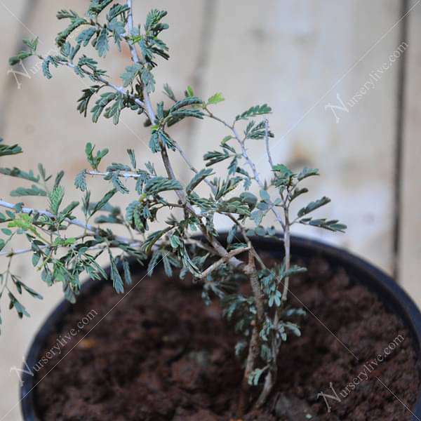 Shami Tree, Prosopis cineraria - Plant