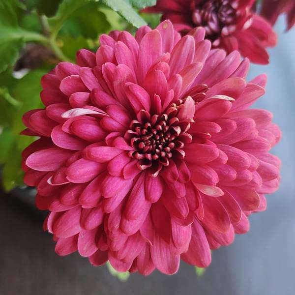 Shevanti, Chrysanthemum morifolium (Maroon) - Plant