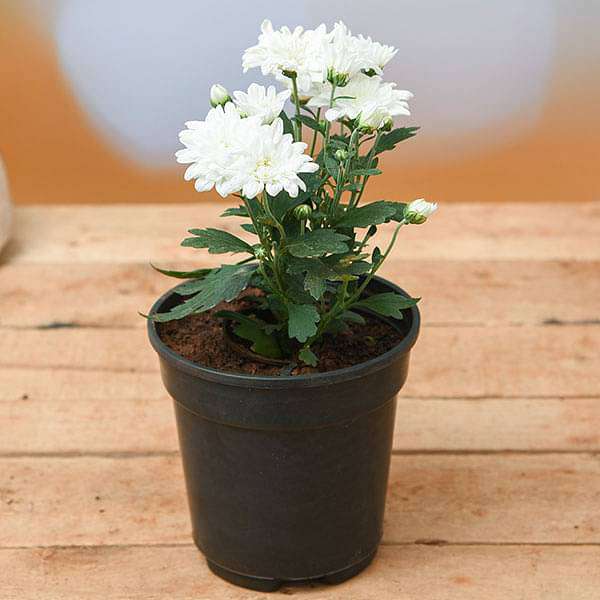 Shevanti, Chrysanthemum (White) - Plant