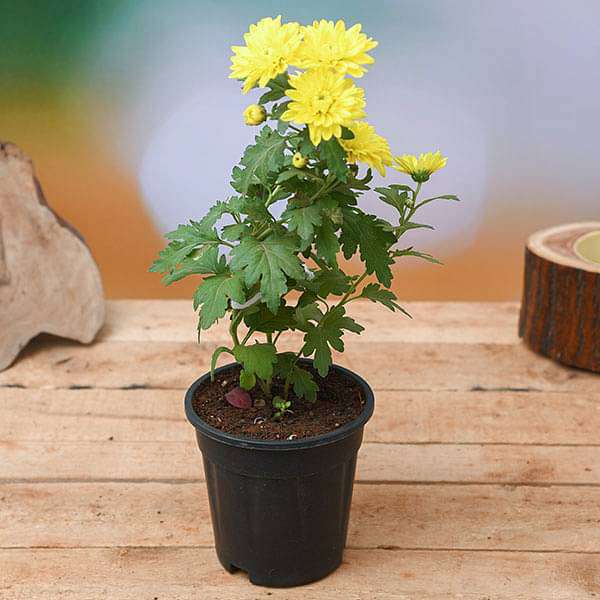 Shevanti, Chrysanthemum (Yellow) - Plant