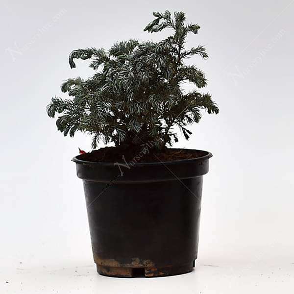 Silver Cypress, Chamaecyparis pisifera Boulevard - Plant