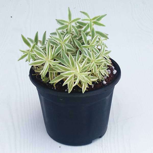 Silver Sedum, Sedum lineare - Succulent Plant