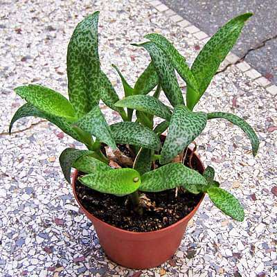 Silver Squill, Ledebouria socialis - Plant