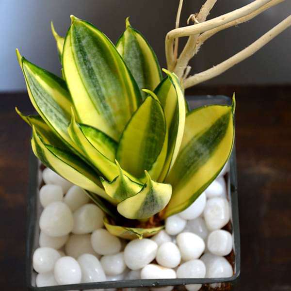 Snake plant in square glass pot (4in Ht)