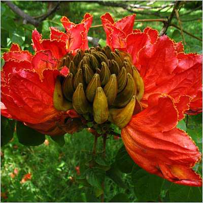 Spathodea Campanulata, Fountain Tree - Plant