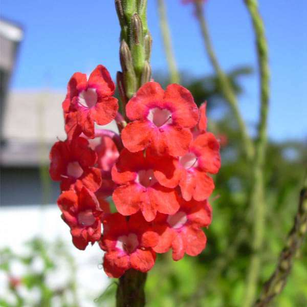 Stachytarpheta (Any Color) - Plant