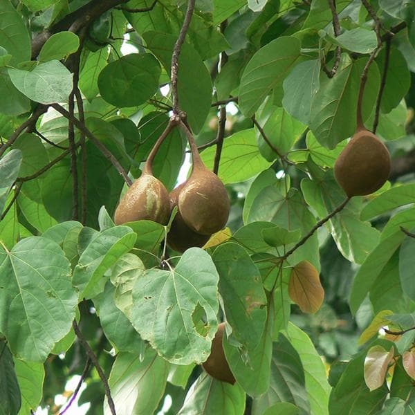 Sterculia Alata, Buddha Coconut - Plant