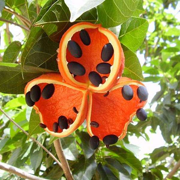 Sterculia Foetida, Jungli Badam - Plant