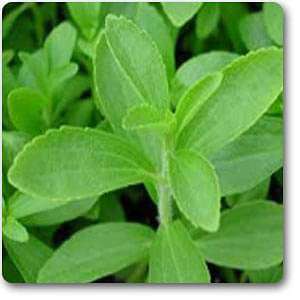 Stevia Plant, Stevia rebaudiana - Plant