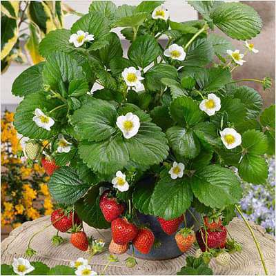 Strawberry Plant (Sweet Charlie Jharaber, Grafted) - Plant