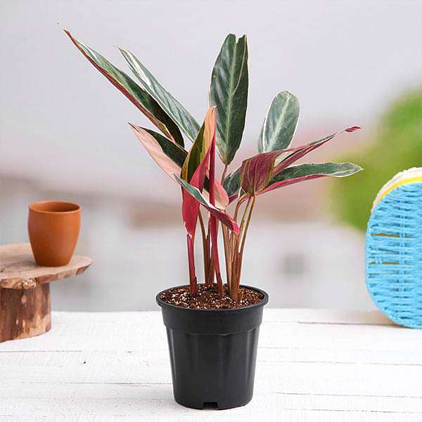 Stromanthe Sanguinea Triostar, Calathea Triostar - Plant