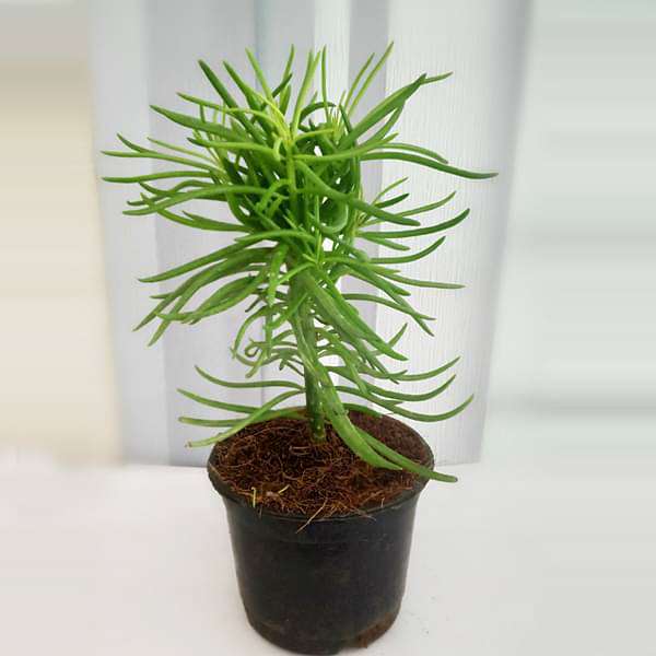 Succulent Bush Senecio, Senecio barbertonicus - Succulent Plant